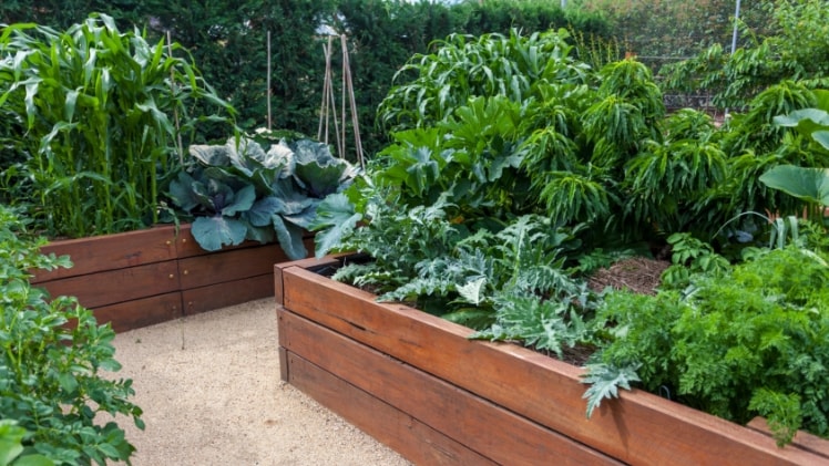 Vegetable patch eco friendly
